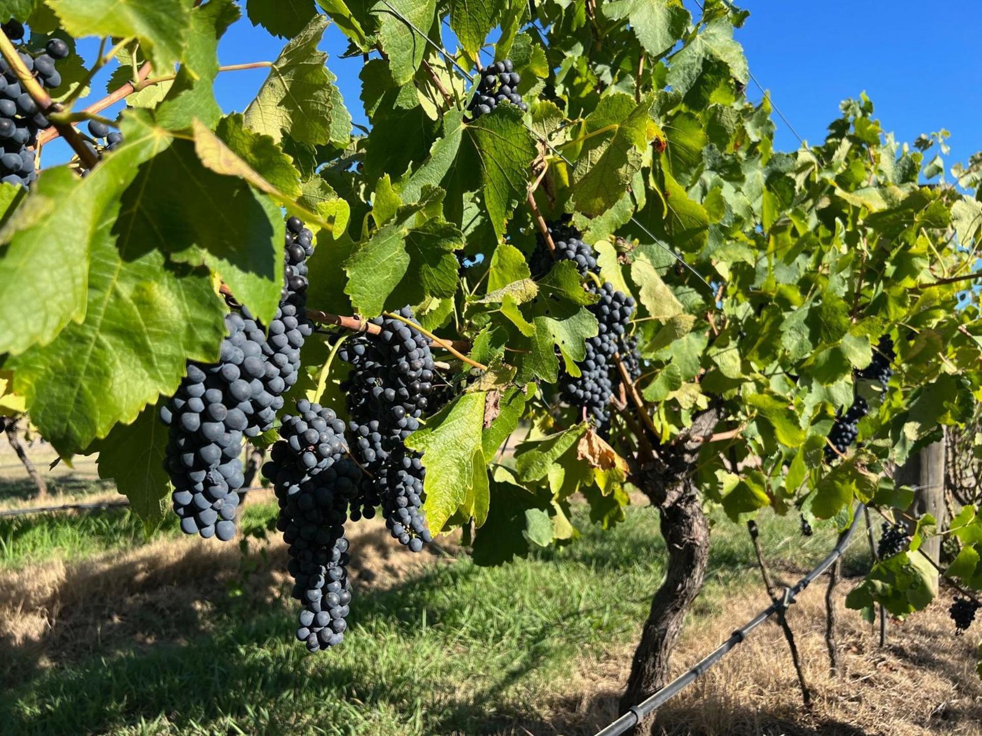Bracken Ridge Vineyard The Entire Estate Rothbury Kültér fotó